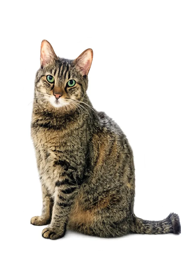 お猫さま